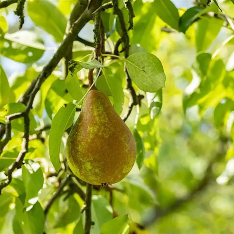 Par (Pyrus Communis) Kaiser, cu fructe bruni-ruginiu dulci aromat, an 2 pe rod