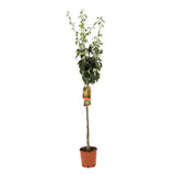 Par (Pyrus Communis) Kaiser, cu fructe bruni-ruginiu dulci aromat, an 2 pe rod
