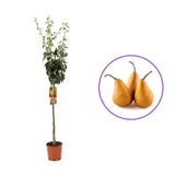 Par (Pyrus Communis) Kaiser, cu fructe bruni-ruginiu dulci aromat, an 2 pe rod