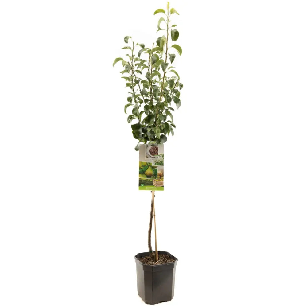 Par (Pyrus Communis) Moscatello, cu fructe rosii dulci, an 2 pe rod