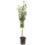 Par (Pyrus Communis) Moscatello, cu fructe rosii dulci, an 2 pe rod