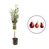 Par (Pyrus Communis) Moscatello, cu fructe rosii dulci, an 2 pe rod