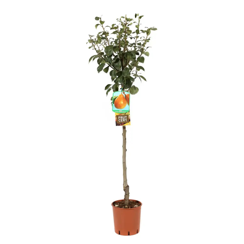Par (Pyrus Communis) Duchessa, cu fructe galbene-verzui dulci, an 2 pe rod