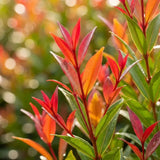 Red Lilli Pilli gyümölcs (Syzygium oleosum), cserépben, örökzöld díszcserje dekoratív piros levelekkel és ehető, édes-savanykás piros termésekkel