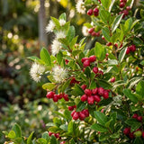 Red Lilli Pilli gyümölcs (Syzygium oleosum), cserépben, örökzöld díszcserje dekoratív piros levelekkel és ehető, édes-savanykás piros termésekkel