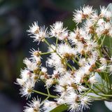 Red Lilli Pilli gyümölcs (Syzygium oleosum), cserépben, örökzöld díszcserje dekoratív piros levelekkel és ehető, édes-savanykás piros termésekkel