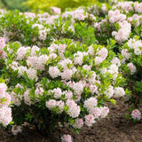 Azaleea japoneza (Rhododendron) Bloombux, cu flori roz-crem