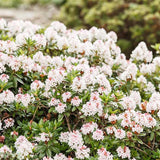 Azaleea japoneza (Rhododendron) Bloombux, cu flori roz-crem