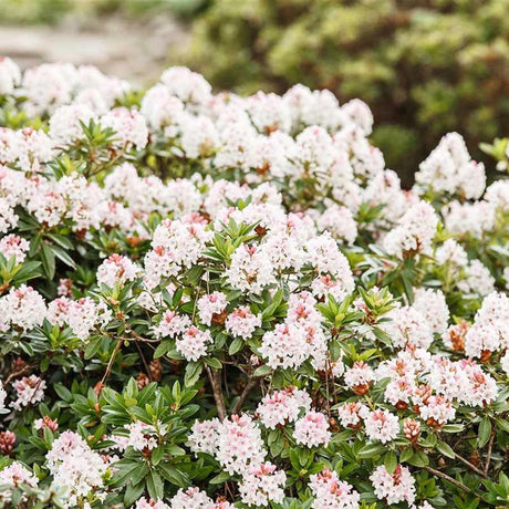 Azaleea japoneza (Rhododendron) Bloombux, cu flori roz-crem