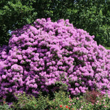 Azaleea japoneza (Rhododendron) Catawbiense Grandiflorum, cu flori violet-inchis