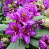 Azaleea japoneza (Rhododendron) Marcel Menard, cu flori purpurii-intunecate