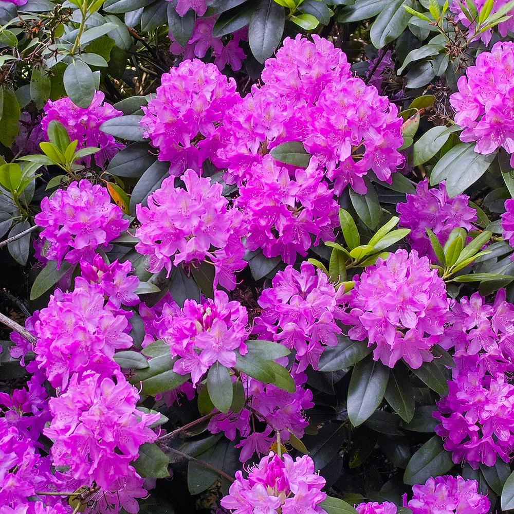 Azaleea japoneza (Rhododendron) Roseum Elegans, cu flori roz-lila