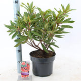 Japán azálea ‘Tortoiseshell Orange’ (Rhododendron) – örökzöld cserje narancsos-rózsaszín virágokkal