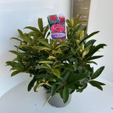 Japán azálea ‘Wilgens Ruby’ (Rhododendron) – örökzöld cserje rubinvörös virágokkal