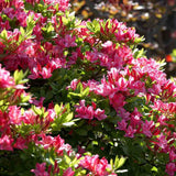 Azaleea japoneza (Rhododendron) Jolie Madame