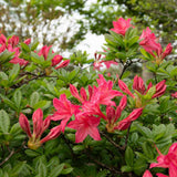 Azaleea japoneza (Rhododendron) Jolie Madame