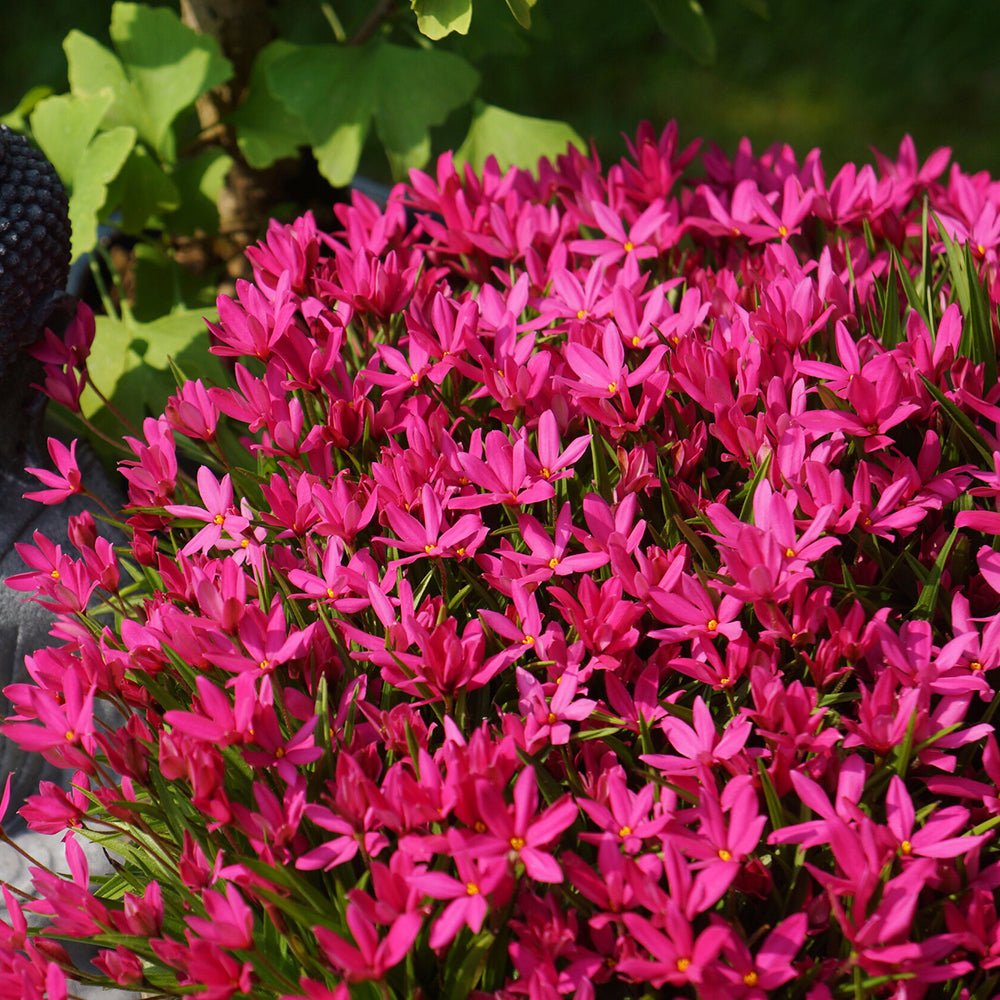 Rhodoxis Fairy Tale