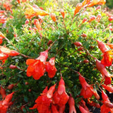 Rodiu Tip Copac (Punica Granatum), cu flori rosii