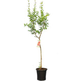 Rodiu Tip Copac (Punica Granatum), cu flori rosii