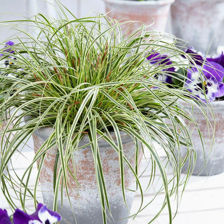 Iarba Ornamentala Carex Rogoz Evercream, verde-alb