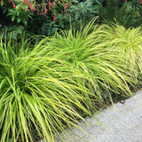 Iarba Ornamentala Carex Rogoz Everillo, verde-lamaie