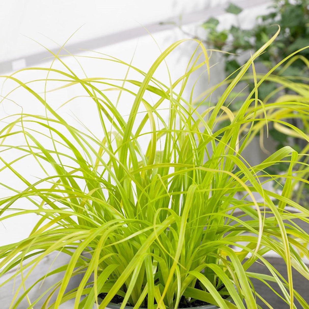 Iarba Ornamentala Carex Rogoz Everillo, verde-lamaie