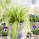 Iarba Ornamentala Carex Rogoz Everillo, verde-lamaie
