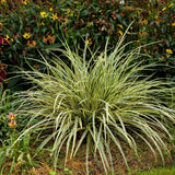 Iarba Ornamentala Carex Rogoz Goldband