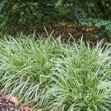 Iarba Ornamentala Carex Rogoz Ice Dance, verde-alb