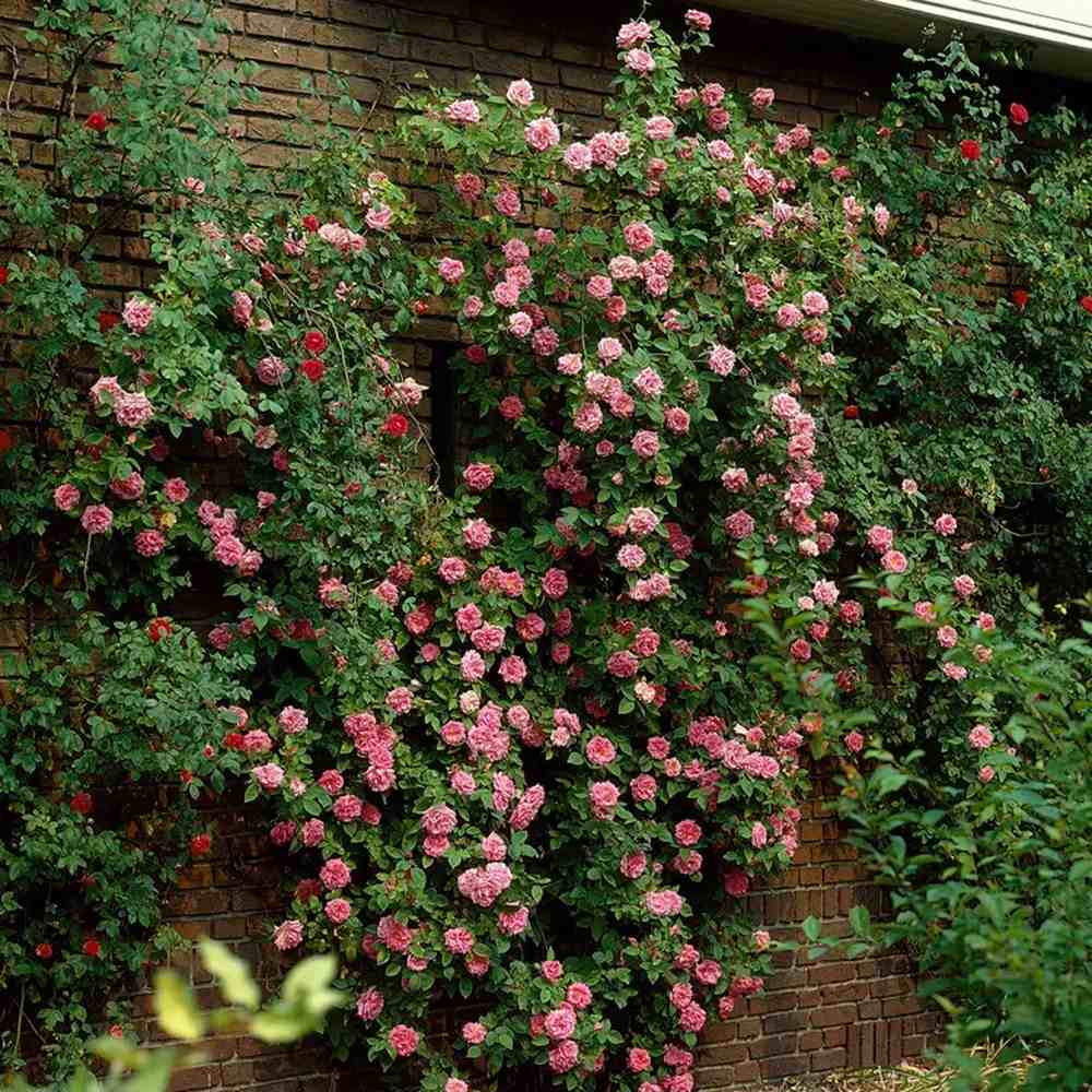 Futórózsa élénk rózsaszín Chaplin's Pink Climber, illatos virágokkal, pergolákhoz és kerítésekhez
