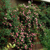 Futórózsa élénk rózsaszín Chaplin's Pink Climber, illatos virágokkal, pergolákhoz és kerítésekhez