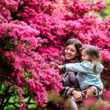 Futórózsa élénk rózsaszín Chaplin's Pink Climber, illatos virágokkal, pergolákhoz és kerítésekhez
