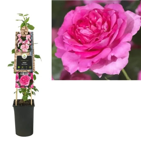 Futórózsa élénk rózsaszín Chaplin's Pink Climber, illatos virágokkal, pergolákhoz és kerítésekhez