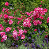 Trandafir tarator roz-intens Palmegarten Frankfurt, cu inflorire repetata