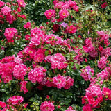 Trandafir tarator roz-intens Palmegarten Frankfurt, cu inflorire repetata