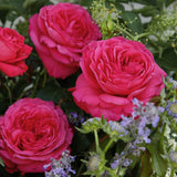 Trandafir Teahibrid roz-ciresat Cherry Lady, inflorire repetata
