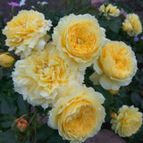 Trandafir Floribunda auriu China Girl, cu inflorire repetata