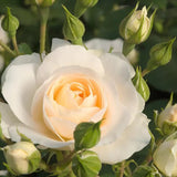 Trandafir Floribunda Martin Luther Rose, inflorire repetata