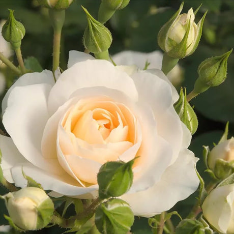 Trandafir Floribunda Martin Luther Rose, inflorire repetata