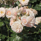 Trandafir Floribunda Martin Luther Rose, inflorire repetata
