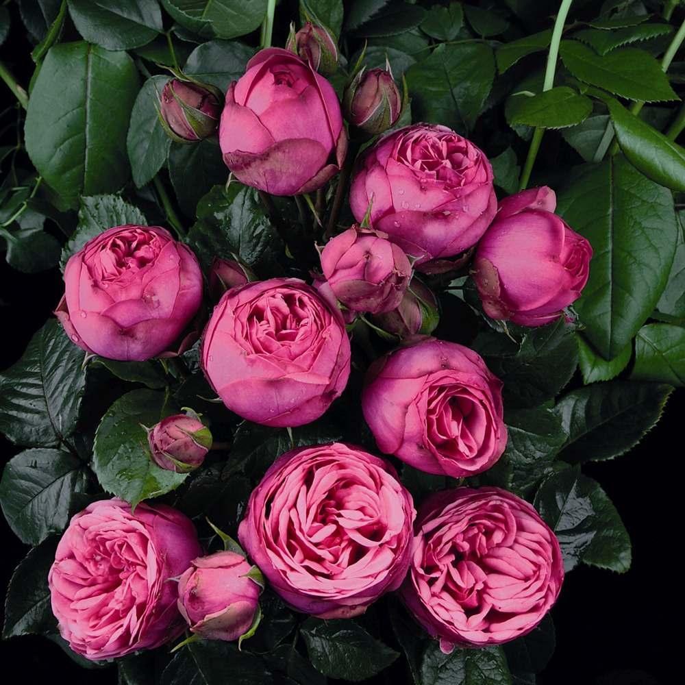 Trandafir Teahibrid roz-pink Pink Piano, inflorire repetata