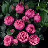 Trandafir Teahibrid roz-pink Pink Piano, inflorire repetata