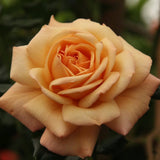 Futórózsa aranybarack Susie, ismétlődő virágzás és illatos virágok, pergolákhoz, kerítésekhez és falakhoz, 3 éves