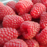 Málna, bőtermő, remontáns Amal (Rubus idaeus), nagy piros gyümölcsökkel, bőséges terméssel, 3. évtől termő, a szezon végére 160–180 cm magas