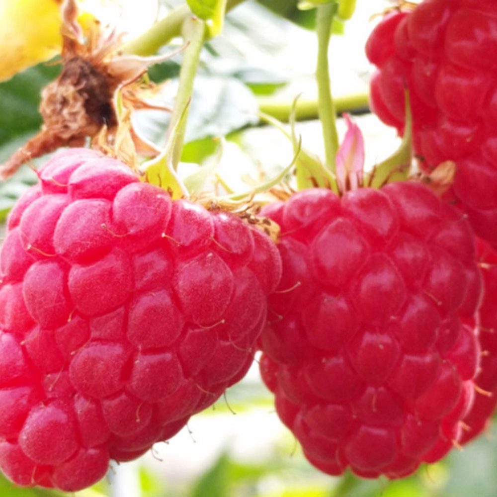 Málna, bőtermő, remontáns Amal (Rubus idaeus), nagy piros gyümölcsökkel, bőséges terméssel, 3. évtől termő, a szezon végére 160–180 cm magas
