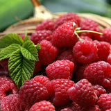 Málna, bőtermő, remontáns Angel (Rubus idaeus), nagy piros gyümölcsökkel, kettős terméssel, erőteljes bokor kertbe, 3. évtől termő, a szezon végére 160–180 cm magas