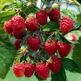 Málna, bőtermő, remontáns Angel (Rubus idaeus), nagy piros gyümölcsökkel, kettős terméssel, erőteljes bokor kertbe, 3. évtől termő, a szezon végére 160–180 cm magas