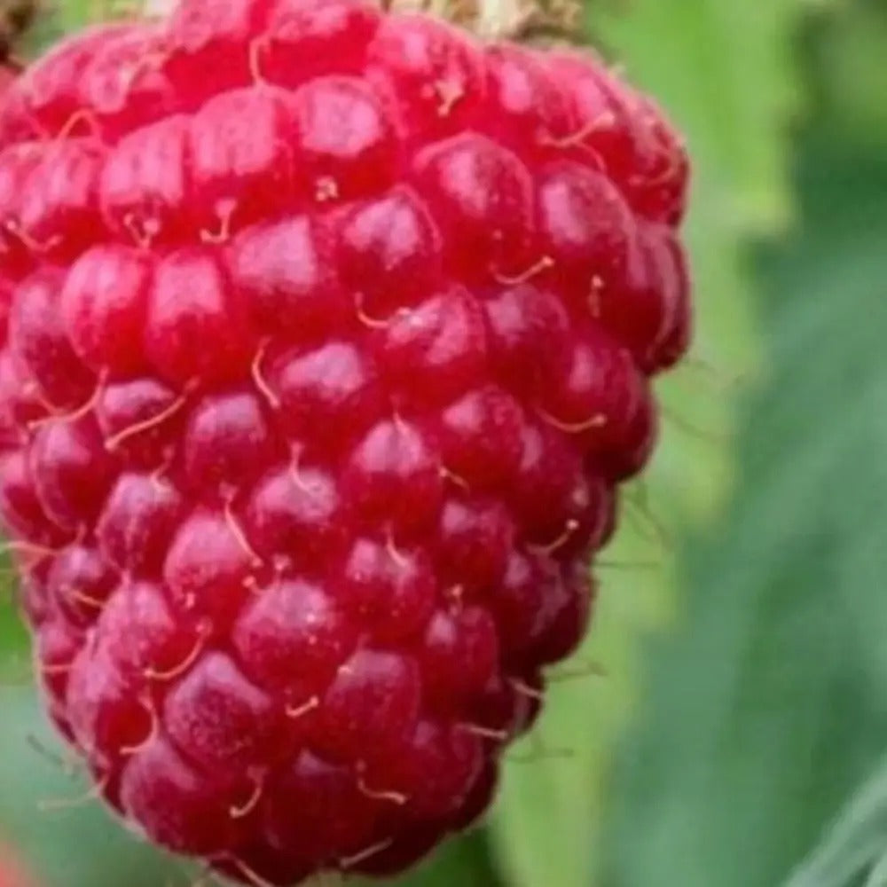 Málna (Rubus idaeus), bőtermő Wonder fajta, remontáns, nagy piros gyümölcsökkel, nagyon magas terméshozammal, 3. évtől termő, a szezon végére 160–180 cm magas
