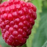 Málna (Rubus idaeus), bőtermő Wonder fajta, remontáns, nagy piros gyümölcsökkel, nagyon magas terméshozammal, 3. évtől termő, a szezon végére 160–180 cm magas