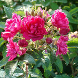 Trandafir Tufa Rosa Rugosa F.J.Grootendorst, cu flori rosii si parfum zimtat